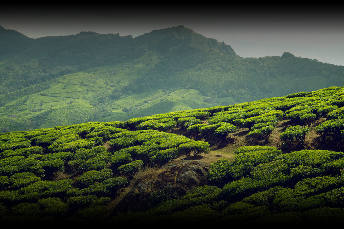 Sri Lankan Tea Field